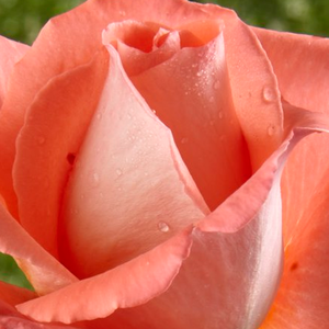 Buy Roses Online - Orange - hybrid Tea - discrete fragrance -  Fortuna® - Reimer Kordes - Antique, good growth, good for cutting rose.